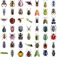 AliExpress NONE 50pcs Cartoon Cute Cartoon Insect Beetle Stickers PET for Toy DIY Luggage Laptop Guitar Skateboard Phone Case Bike Car Sticker