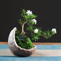 Chinese-style Purple Sand Creative Personalized Flowerpot Small Old Tree Stump Green Plant Pot Household Tabletop Decoration