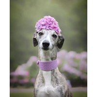 Italian greyhound special collar pet wide collar whippet dog
