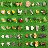 New Animal Life Cycle Board Children Toys Montessori Teaching Aids Plant Animal Growth Cycle Model Set Preschool Cognitive Toys