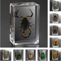 Real Insect Specimen Scorpion Spider Wasp Beetle Transparent Resin Ideas Small Ornament Teaching Observation Collectible Art V02