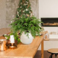 30pcs Christmas Artificial Norfolk Pine Branches,12.6in Long Fake Evergreen Stems for Indoor/Outdoor Decor, Realistic Decoration