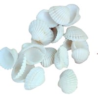 50Pcs Natural White Shell Sea Snail Fish Tank Vase Decorations White Scallop Small Ornamental Crafts 1-3CM