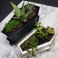 Coffin Mini Planter, Personalized Succulent Decorative Stand with Drainage for Planting Ghost Decorations