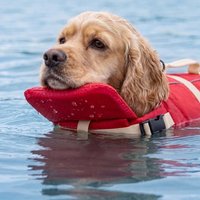 Waterproof Dog Life Jacket Breathable Adjustable Pet Life Vest High Buoyancy Thick Sponge Pad Puppy Safety Vests Swimming