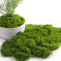 20/40/100g Eternal Life Moss DIY Crafts Grass Artificial Green Plants Home Room Garden Decor Mini Landscape Fake Grass Bonsai