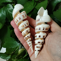 15cm Big Terebra Shell Genuine Bamboo Ladder-shaped Seashells Ocean Conch Décor Home Wedding Furnishing Pieces Gifts DIY