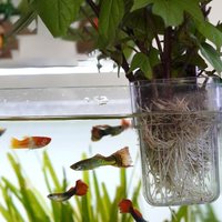 Fish Tank Landscape Decoration Hydroponic Planting Cup Household Water Grass Planting Cup Wall Mounted High Transparent