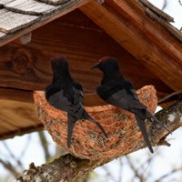 1-8Sets Hanging Swallow Nest Decor Bionic Birdhouse with Two Flying Birds Decorative Ornament for Garden Home Outdoor Display