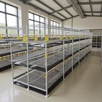 Farm broiler chicken house three-layer four-layer chicken cage galvanized chicken cage chick manure plate vertical