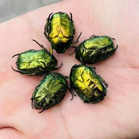 Real scarab specimen Insect beetle Artwork Mosaic Collection science education Home decoration statues for decoration