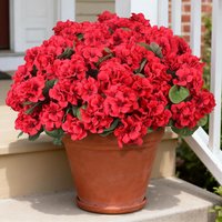 Artificial Flowers Begonia Home Room Floral Arrangement Decora DIY Gifts Festival Wreath Vases Wedding Ooutdoor Garden Coutryard