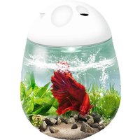 Boutique desktop small fish tank