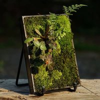 12x17cm Micro Landscape Moss Fern Photo Frame Glass Terrarium with Stand, Succulent Plant Tabletop Display Vase Home Decor