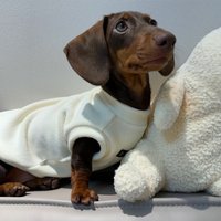 Two-Legged Fleece Sweater for Small Wiener Dogs Winter Short Sleeves Warm Coat for Small Dachshund Dogs Loungewear for Badger