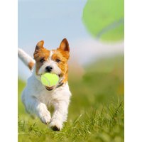 Dog Toy Elastic Tennis Ball, Chew-Resistant Rubber Pet Toy for Training, Durable Puppy Chewing Toy,