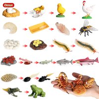 Oenux Cycle de croissance de vie Simulation insecte papillon grenouille poulet figurines modèle Animal bébé éducatif Miniature enfants jouet