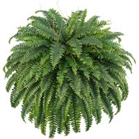 31.5" Artificial Boston Ferns Fake Bush Plants Large Faux Ferns with 38 Fronds for Front Porch Hanging Outdoors Home Decor