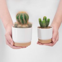 Automatic Water-Absorbing Lazy Plastic Flower Pot Round Double-Layer Succulent Green Radish Green Plant Special Pot