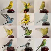 1 PC Real Parrot Specimen Stuffing Melopsittacus Budgerigar Budgie Home Decoration Special Gifts