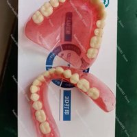 Full Mouth Denture Model Dental Teeth Demonstration Display Removable False Teeth
