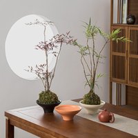 New Net Red Flower Pot Butterfly Orchid Wenzhu Bonsai Bamboo Ferns Hydroponic Utensils Orchid Simple Non Porous Flower Pot