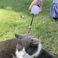 2M/3M einziehbare Mini-Hundeleine, automatisch, flexibel, für Hunde, Welpen, Katzen, Zugseil, Gürtel, Hundeleine für kleine, mittelgroße Hunde, Haustierprodukt