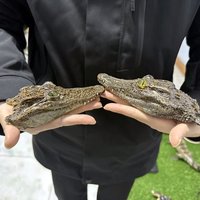 2188 Wholesale Crocodile Head Decoration Resin Art Specimens Handicraft Gothic Wall Decoration Christmas Halloween Party Gifts