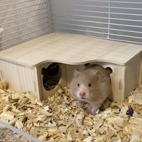 1 Piece of Accessory, Color and Style Are Shipped Randomly, Hamster Swing, Seesaw, Small Nest, Solid Wood House, Hamster Sleeping Nest, Golden Hamster Villa, Toy Supplies