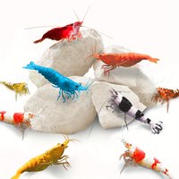 Gramm Garnelen-Stein – natürlicher Kalzium-Magnesiumstein für Krebse, Einsiedlerkrebse, Schnecken, Aquarium-Dekoration, ideal für Kristallrot