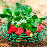 20/40PCS Strawberry Planting Racks Keeping Fruit Support Plant Flower Climbing Vine Pillar Gardening Stand Watermelon Frames