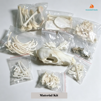 Complete Set of Real Fox Skeletons, Unassembled Animal Bones Simulated Set of Fox Skull Model DIY Materials Taxidermy Handcrafts