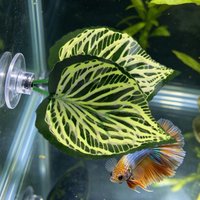 Betta Leaf Hammock Betta Fish Leaf Bed Resting Leaf Pad Natural Environment Fish Spawning Grounds Aquarium Fish tank decoration