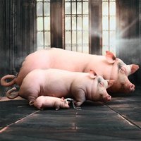 Cute Simulated Pig Plush Toys Kawaii Sleeping Pig Doll Soft Simulation Plush Pillow Room Decor Soothing Companion Birthday Gifts