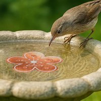 Lower Cleaning Frequency Copper Cleaning Disk Bird Bath Purification Disk Purifier Copper For Physical Safe Clean Water All Time