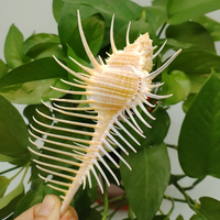 Natural Murex Pecten Seashell Venus Comb Murex Snail Shell Fish Tank Ornaments DIY Home Craft Furnishing Marine Sea Decor