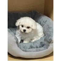 Soft Warm Dog Bed Pets Basket Cat House Sofa for Medium Large Dog Sofa Bed Cushion Dog Bed House Pet Supplies Accessories2025new