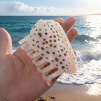 1 piece personalised Hebrew Cone Shell and a Textile Cone shell hair claw for Hawaii sumer holiday