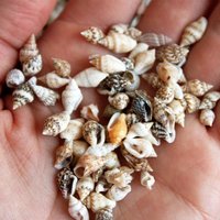 100/200 PCS Tiny Mini Seashell Miniature for Crafting, Home Decorations Candle Decor, DIY Fish Tank and Vase Filler