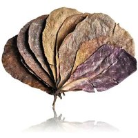 Natural Terminalia Catappa Foetida Leaves Island Almond Leaf Fish Cleaning Treatment Aquarium Tank Drop Shipping