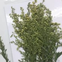 100Pcs Handmade DIY Crafts Creative Gifts Holiday Event Materials Dried Flowers Oriole Plant Specimens Pressed Flower Bookmarks Resin Photo Frame Stickers