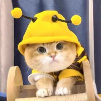 Funny Cat Clothes Anti-Slip Small Bee Beagle Dog Cute Blue Cat Spring and Autumn New Pet Hoodie