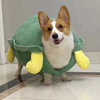 Dog Turtle Shell Clothing Pet Autumn and Winter Small Dog Bears Teddy Bohemia Heights Koki Turtle Clothing Halloween Pet Costume