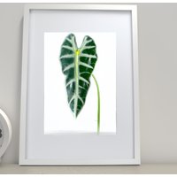 42x59.4cm A2 Boxed Picture Frames Set of 3 with Mounts for A3(29.7X42cm), A2 42x59cm poster boxed photo frames 3pack, Poster woo