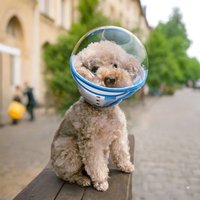 Protective Biting Prevention Cat Muzzle Transparent Breathable Astronaut Helmet Adjustable Pet Hood Pet Supplies