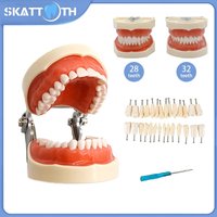 28/32 Teeth Model Dental Teaching Model Soft Gum Typodont Teeth Model Dentist Technician Practice Training Demonstration Model image 4