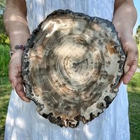 A unique piece of fossilized wood—a single tree—is perfect for home décor and a wonderful gift for crystal lovers