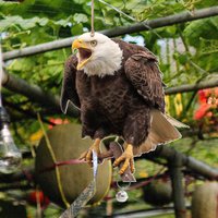 Outdoor 2D Owl Scarecrow Pendant Garden Protector Bird Repel Devices Decorative Scarer Pendant with Bell Fake Bird Scare Device