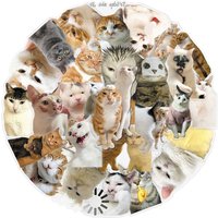 30/50pcs Funny Realistic Cat Animal Transparent PET Stickers for Phone Tablet Luggage Notebook Decorative Stationery