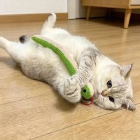 Cat Dog Toy Cute Snake Interactive Kitten Chew Toys Pet Cat Plush Toy Bite-resistant Teeth Cleaning Cat Sound Toy Pet Supplies